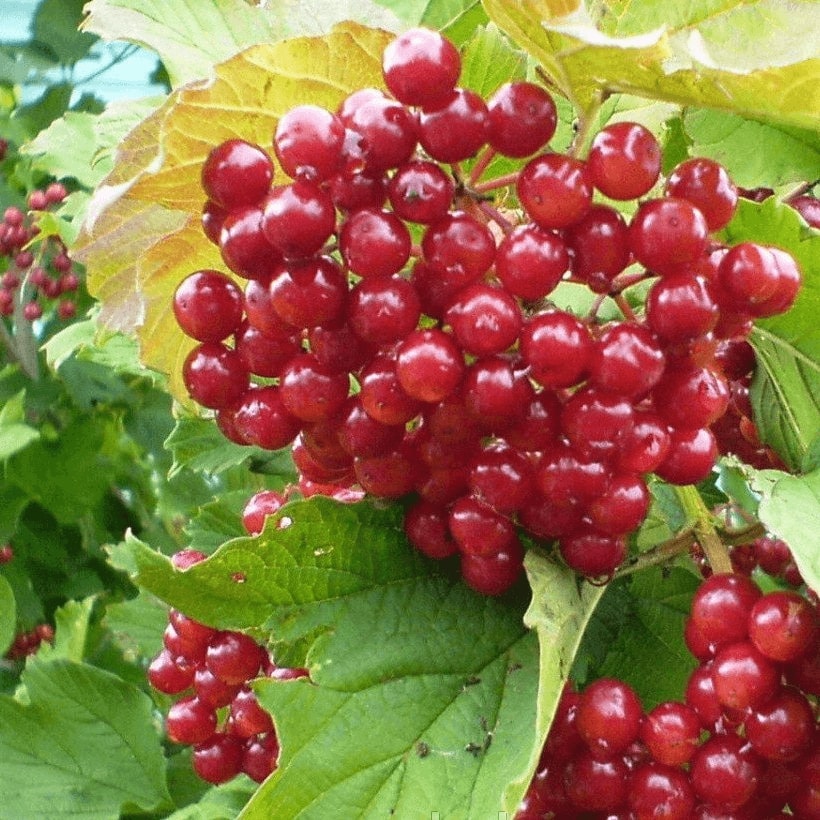  Калиновые кусты