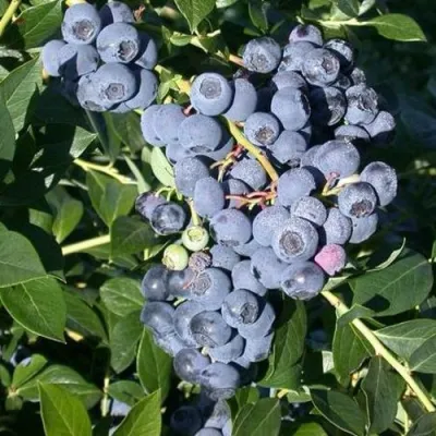 Голубика БОНУС в Новокузнецке