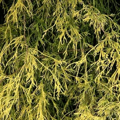 Кипарисовик ФИЛИФЕРА АУРЕА горохоплодный в Новокузнецке