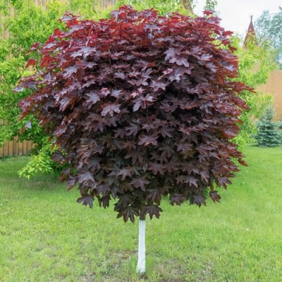 Клен красный в Новокузнецке