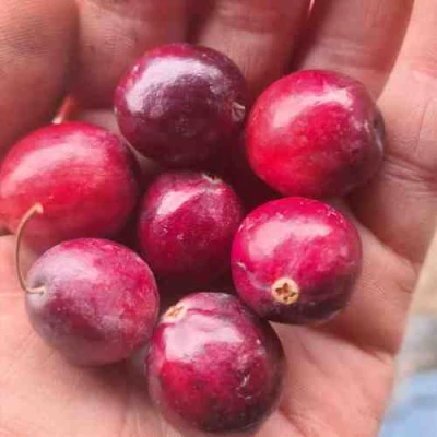 Клюква БАИН 6 в Новокузнецке