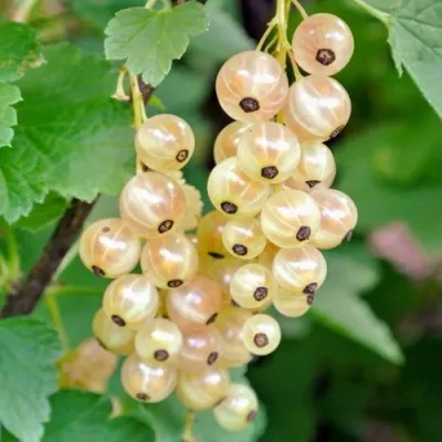 Смородина белая ЮТЕРБОРГСКАЯ в Новокузнецке