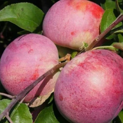 Яблоня БЕЛОРУССКОЕ МАЛИНОВОЕ в Новокузнецке