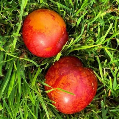 Шарафуга НЕКТАРИННАЯ в Новокузнецке