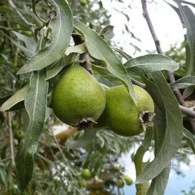 Груша ИВОЛИСТНАЯ в Новокузнецке