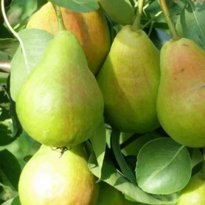 Груша ЛИРА в Новокузнецке