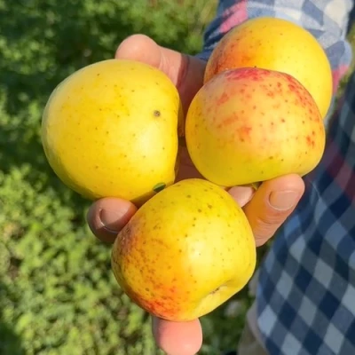 Яблоня КОРИЧНОЕ АНАНАСНОЕ в Новокузнецке