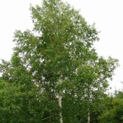 Береза бородавчатая в Новокузнецке