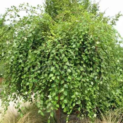 Береза САММЕР КАСКАД черная в Новокузнецке