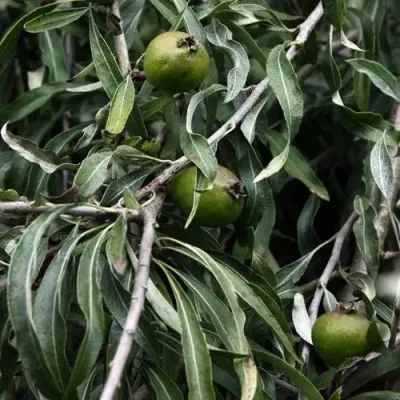 Груша ИВОЛИСТНАЯ в Новокузнецке