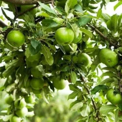 Яблоня ГРЕННИ СМИТ в Новокузнецке