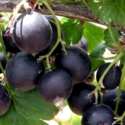 ЙОШТА в Новокузнецке