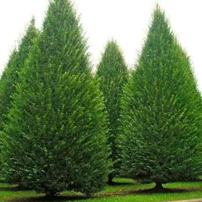 Граб  в Новокузнецке