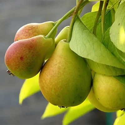 Груша СЕВЕРЯНКА в Новокузнецке