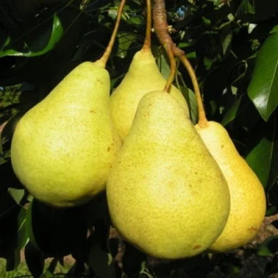 саженцы груши Вилия