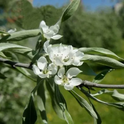 Груша ИВОЛИСТНАЯ в Новокузнецке