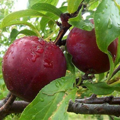 Слива КЛЕОПАТРА в Новокузнецке