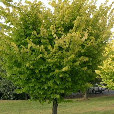 Вяз обыкновенный в Новокузнецке