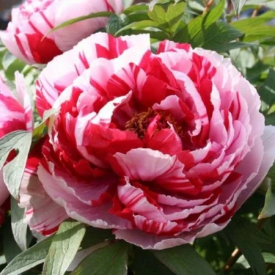 Пион РЕД ВИЗ ПИНК древовидный в Новокузнецке