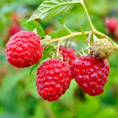 Малина РУБИФОЛ в Новокузнецке