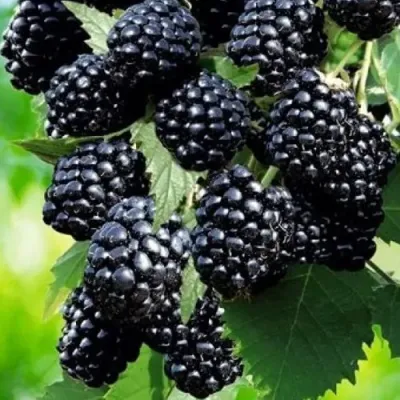 Ежевика АПАЧИ бесшипная  в Новокузнецке