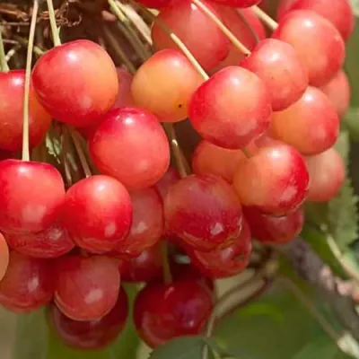 Черешня ЮЛИЯ в Новокузнецке