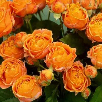 Роза КОРАЛ БАБЛС спрей в Новокузнецке