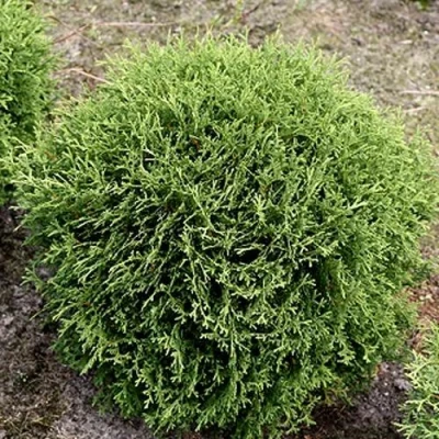 Туя ТИНИ ТИМ западная в Новокузнецке