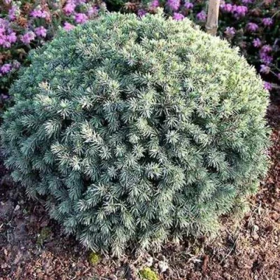 Ель ЭХИНИФОРМИС сизая в Новокузнецке