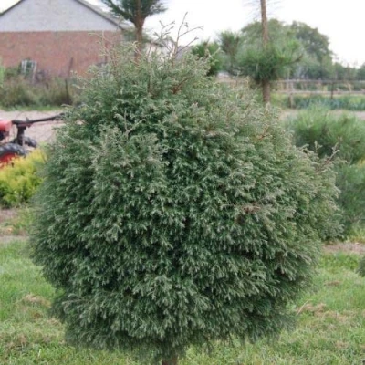 Туя вересковидная в Новокузнецке