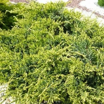 Можжевельник ГОЛД СТАР средний в Новокузнецке