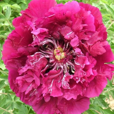 Пион ПУРПУРНЫЙ ОКЕАН древовидный в Новокузнецке