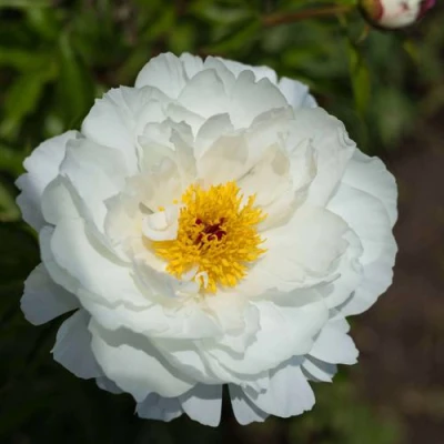 Пион МИСС АМЕРИКА травянистый в Новокузнецке