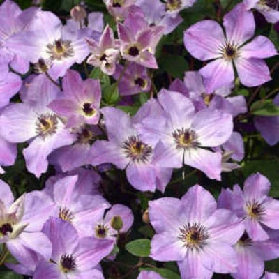 Клематис МОНИНГ СКАЙ в Новокузнецке