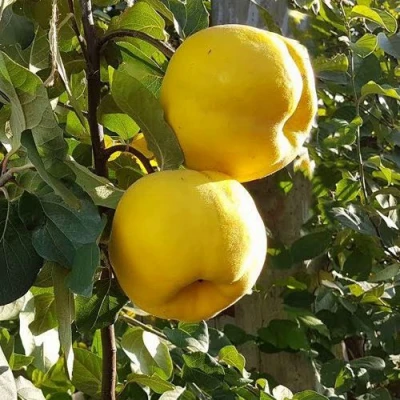 Айва МАРИЯ в Новокузнецке