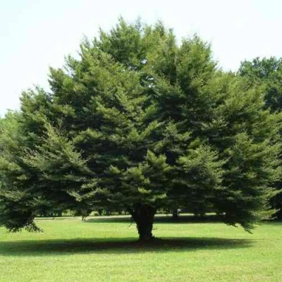 Бук обыкновенный в Новокузнецке