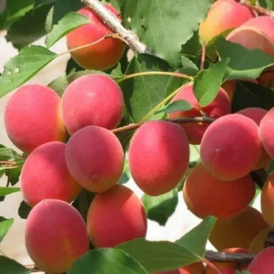 Абрикос РУБИН в Новокузнецке