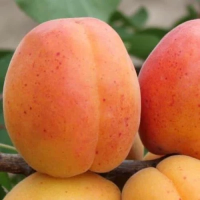 Абрикос ОЛИМП в Новокузнецке