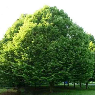 Граб японский в Новокузнецке