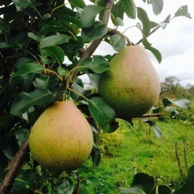 Груша ЛИРА в Новокузнецке