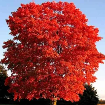 Дуб красный  в Новокузнецке