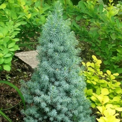 Ель КОНИКА сизая в Новокузнецке