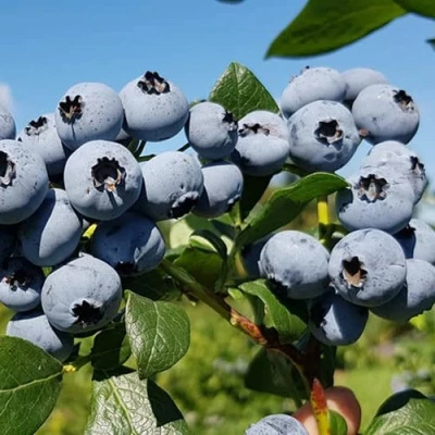 Голубика НЕЛЬСОН в Новокузнецке