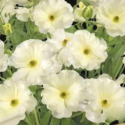 Ранункулюс ГРАЦИЯ баттерфляй в Новокузнецке