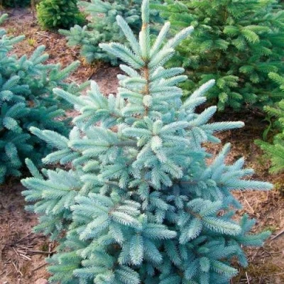 Ель КЕЙБАБ колючая в Новокузнецке