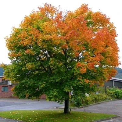 Клен остролистный в Новокузнецке