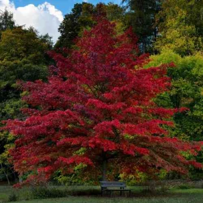 Дуб болотный в Новокузнецке