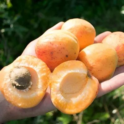 Абрикос ХАРГРАНД в Новокузнецке