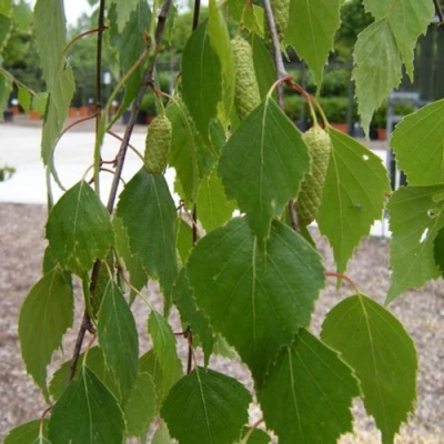 Береза ФАСЦИНЕЙШЕН белая  в Новокузнецке