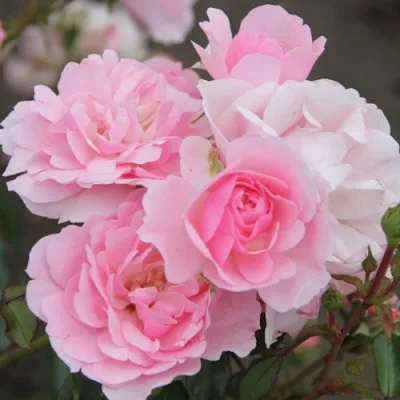 Роза БОНИКА флорибунда в Новокузнецке